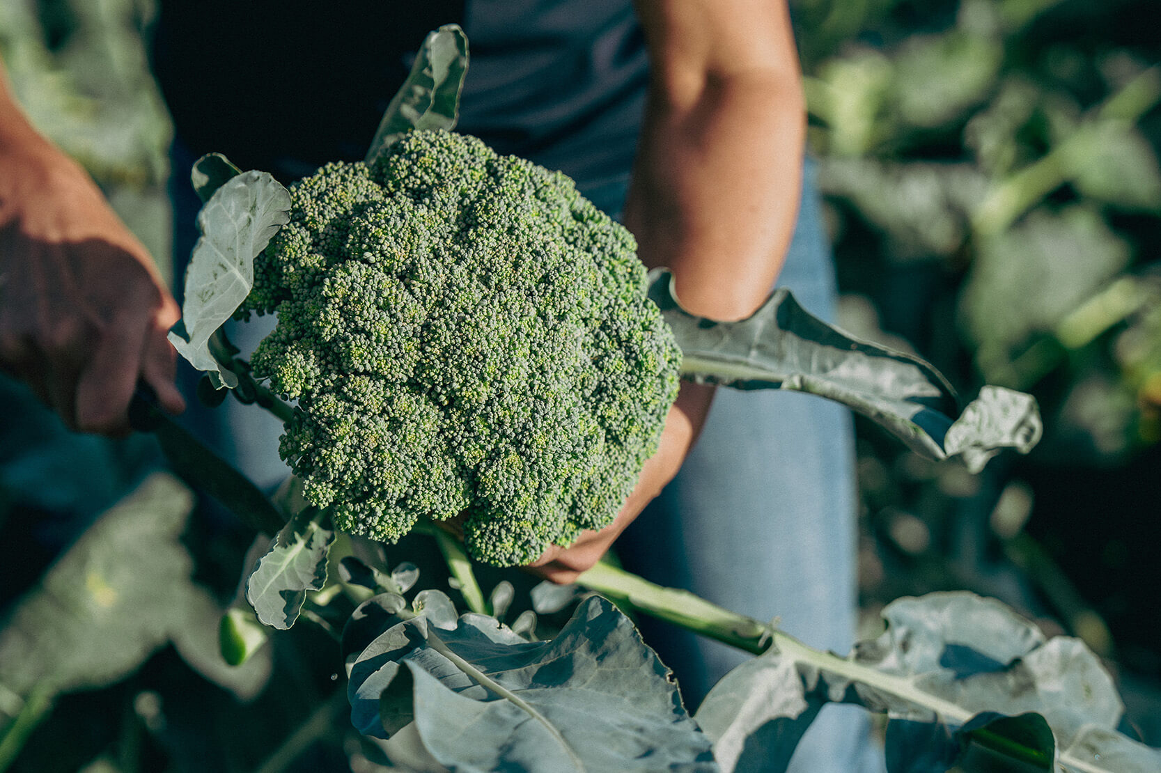 Philosophie - DÉMOCRATISER L'ALIMENTATION BIOLOGIQUE