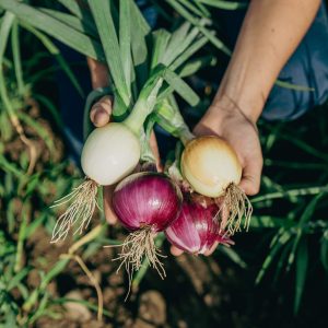 PurDélys - Oignons rouges et jaunes biologiques