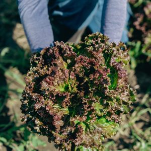 PurDélys - Laitue frisée rouge biologique