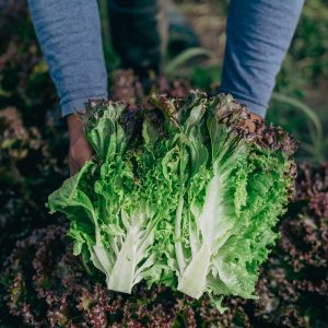 PurDélys - Laitue frisée rouge biologique