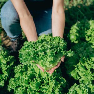 PurDélys - Laitue frisée verte biologique