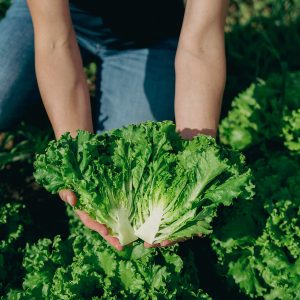 PurDélys - Laitue frisée verte biologique