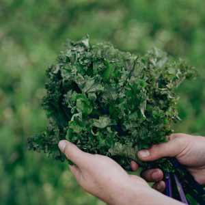 PurDélys - Kale rouge biologique