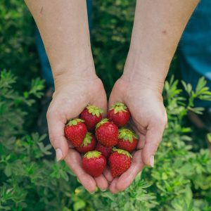 PurDélys - Fraise biologique